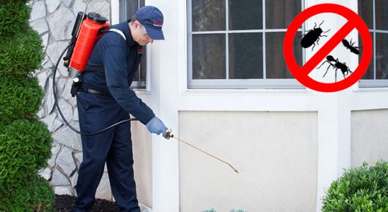 Palandöken Kemirgen İlaçlama böcek ilaçlama ve haşere kontrolü — ilaclama-tr.com